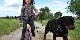 Hundehaftpflicht für gefährliche Hunde - Die Vorurteile