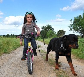 Hundehaftpflicht für gefährliche Hunde - Die Vorurteile