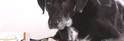 Lohnt sich eine Hundekrankenversicherung?