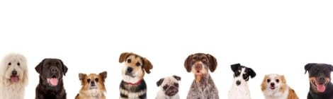 Die Kastration beim Hund - und schwerwiegende Folgen!
