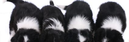 Ist Ihr Hundefutter wirklich hochwertig?