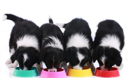 Ist Ihr Hundefutter wirklich hochwertig?