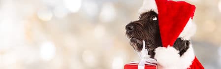 Hund als Weihnachtsgeschenk