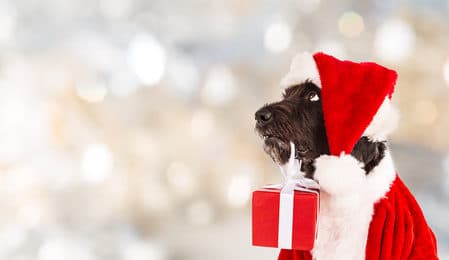 Hund als Weihnachtsgeschenk