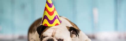 Hunde an Sylvester