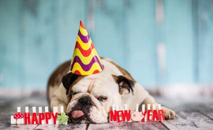 Hunde an Sylvester