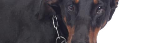 Hundeversicherung für Dobermann