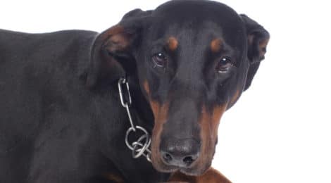 Hundeversicherung für Dobermann