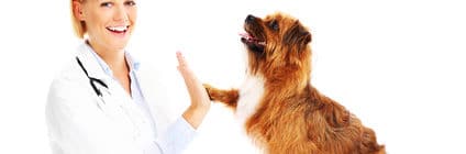 Hunde-OP Versicherung mit Kastration