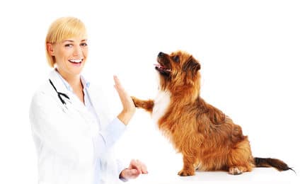 Hunde-OP Versicherung mit Kastration