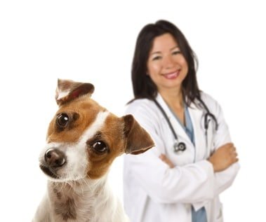 Hundeversicherung für Jack Russel Terrier