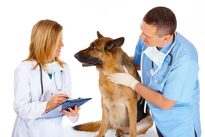 Hundekrankenversicherung für Schäferhund