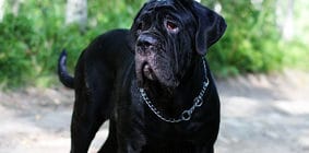 Hundeversicherung für Cane Corso