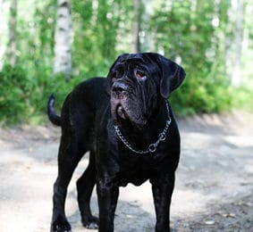 Hundeversicherung für Cane Corso