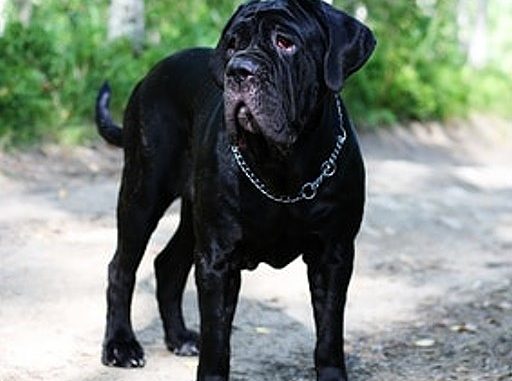 ist ein cane corso ein listenhund