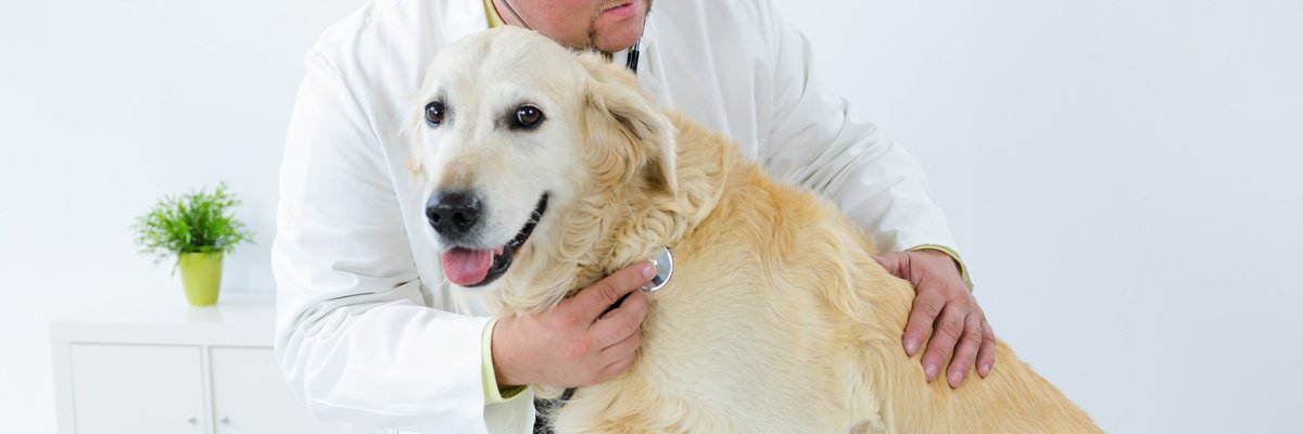 Hundekrankenversicherung Vergleich