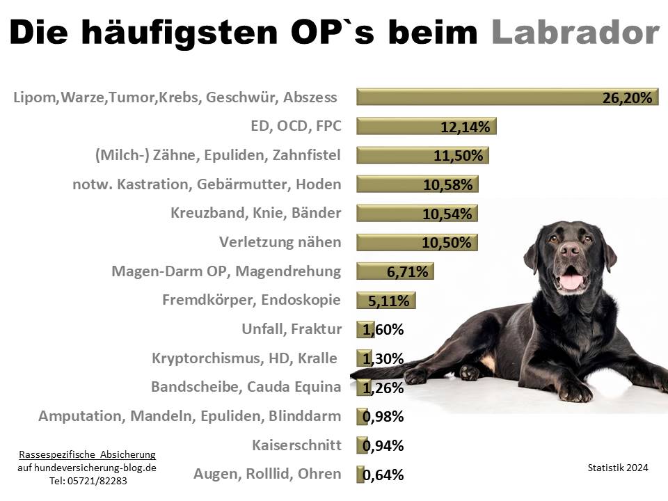 Hunde-OP Versicherung für Labrador Krankheiten