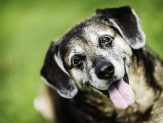 Hunde-OP-Versicherung für ältere Hunde