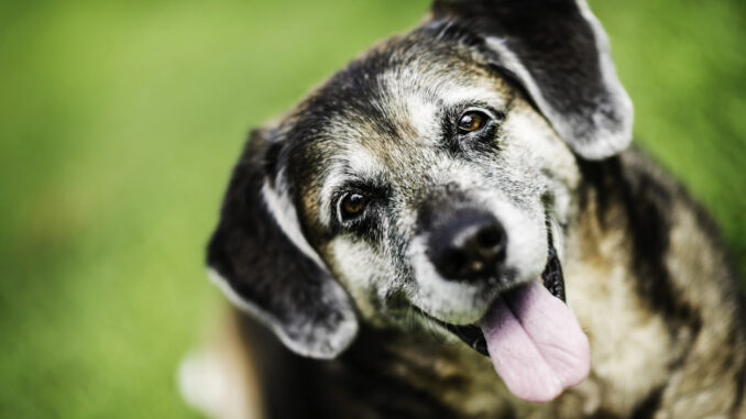 Hunde-OP-Versicherung für ältere Hunde
