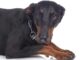 Hundeversicherung für Dobermann