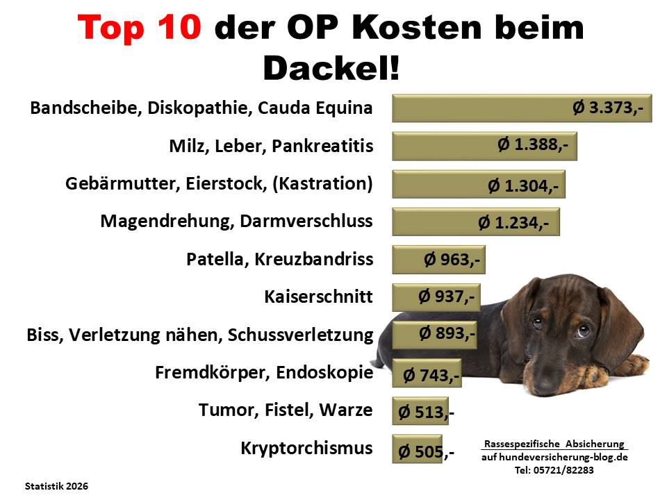 Hunde-OP-Versicherung für Dackel Krankheiten und OPs