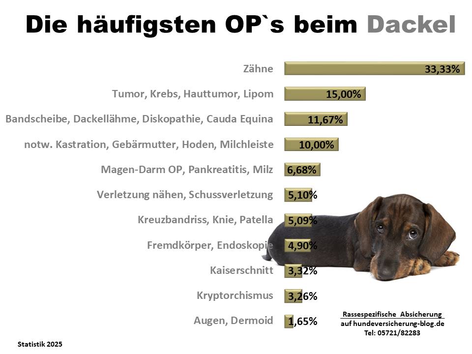 Hunde-OP-Versicherung für Dackel Krankheiten und OPs