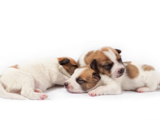 Hundekrankenversicherung für Kaiserschnitt beim Hund