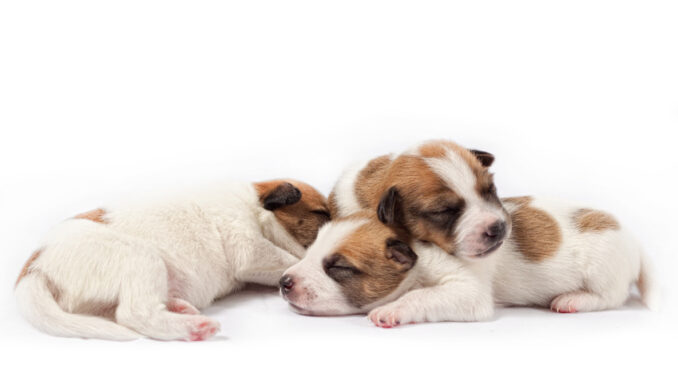 Hundekrankenversicherung für Kaiserschnitt beim Hund