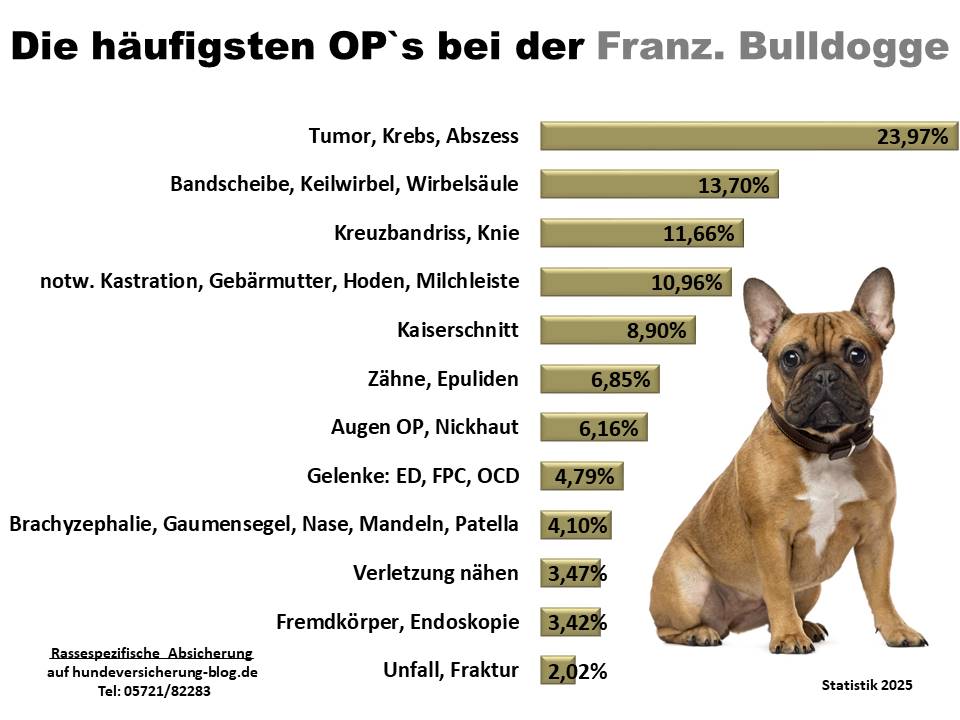 Hunde-OP-Versicherung für Französische Bulldogge Krankheiten