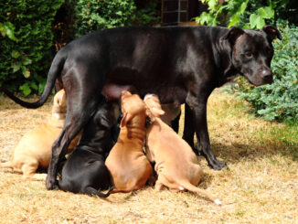 Hundeversicherung für Züchter