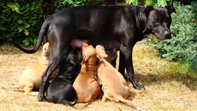 Hundeversicherung für Züchter